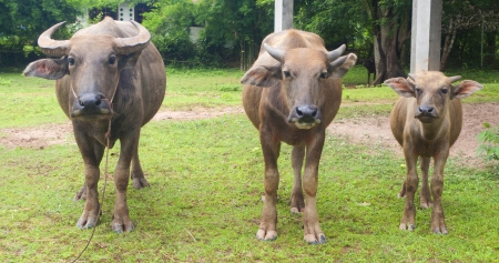 Three buffalo standing in short grassの写真素材