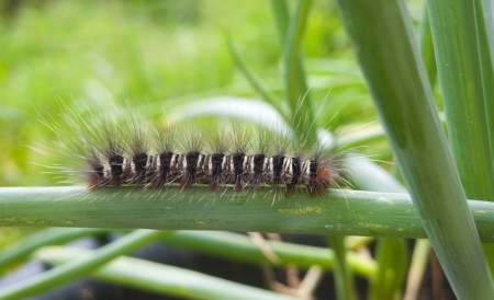 worm on a Onion in the garden.の写真素材