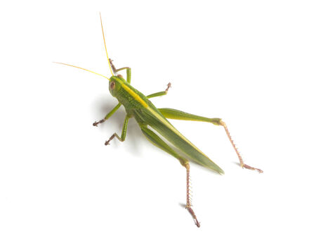 Grasshopper isolated on white background. の写真素材