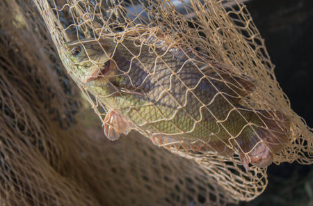 Fish in a fishing nets 
