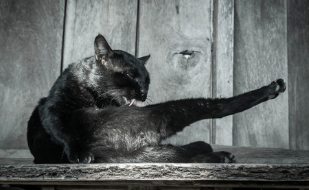 black cat relaxing on wood.の写真素材