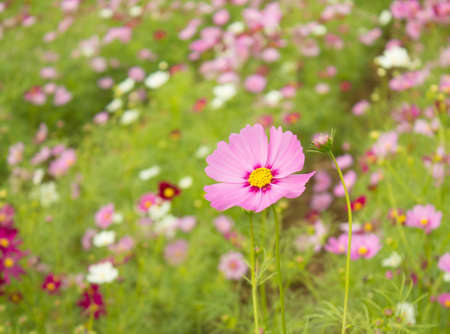 cosmos flower in the garden の写真素材