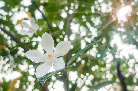 White flower after the rain in the Morning