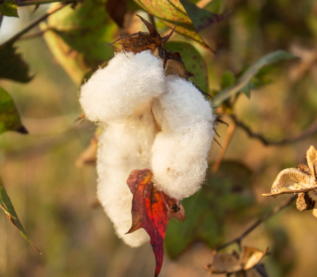 Close-up of Ripe cotton bolls on branch.の写真素材