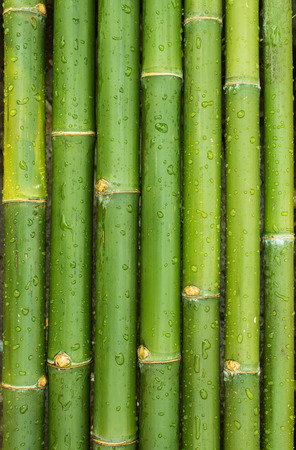 bamboo sticks in a row as backgroundの写真素材