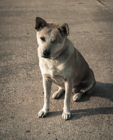 Blind dog sitting on the streets.の写真素材