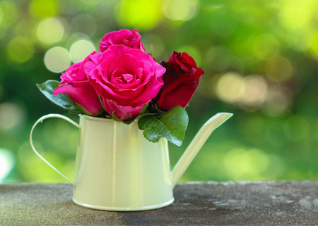 Rose in the bucket with bokeh light.の写真素材