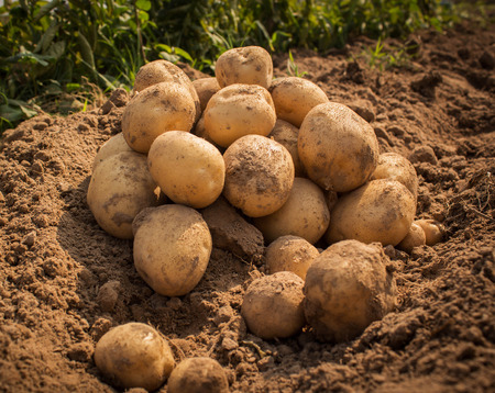 Close up of fresh organic potatoes in the fieldの写真素材