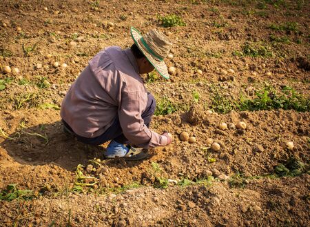 farmer working on a potato fieldの写真素材