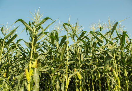 Green corn field growing up on blue sky.