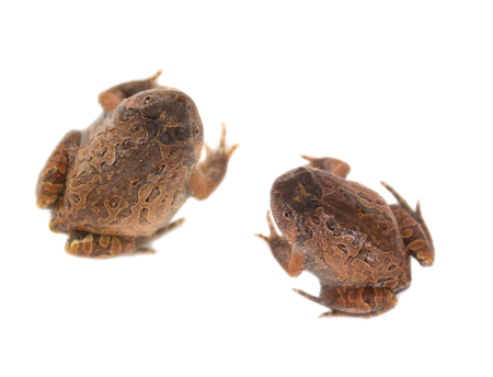 Close up Asian painted frog on whiteの写真素材