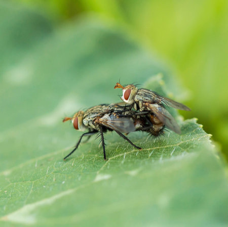 Wild flies mating on leaves.の写真素材