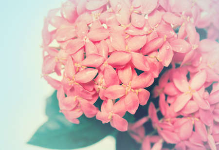 Red flower made with color filters.の写真素材