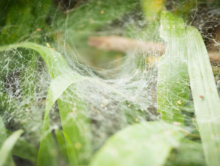 The spiderweb closeup background.の写真素材