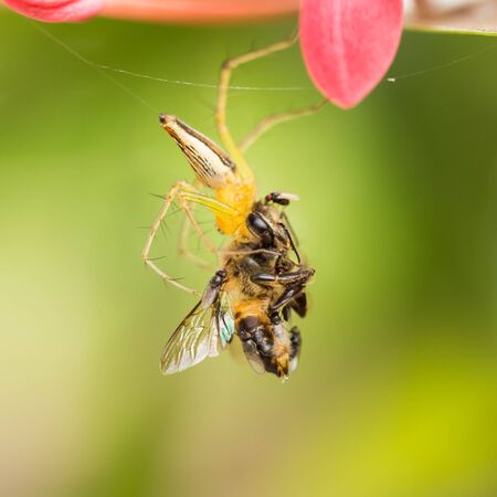 hunting spider on web with fly.の写真素材