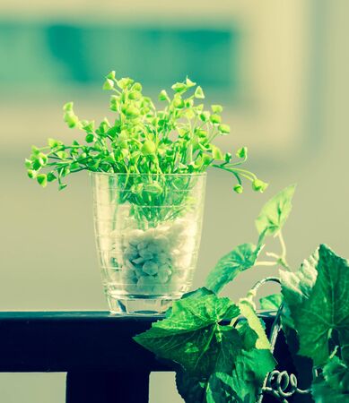 The ornamental plants decoration  in balcony.の写真素材