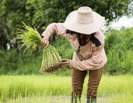 farmer working on Field ,Thailand.の写真素材