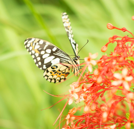 beautiful butterfly with red flower.の写真素材