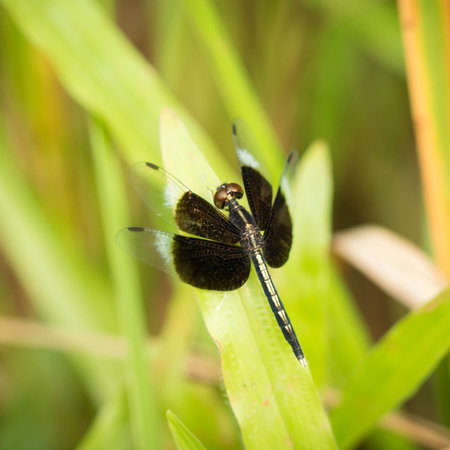 Resting black dragonfly on leaf in the nature.の写真素材
