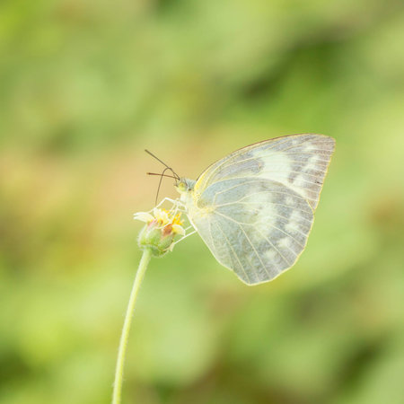white Butterfly in the gardenの写真素材