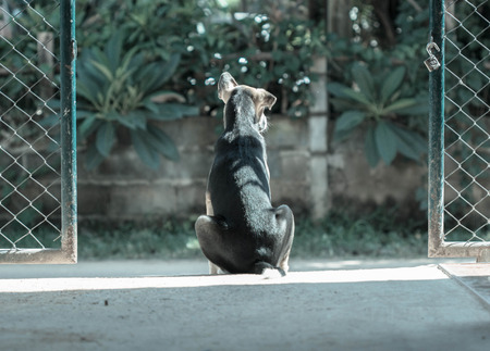 The black dog  is waiting in door of the house.の写真素材