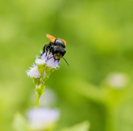 Black wasp of the garden on a white flower.