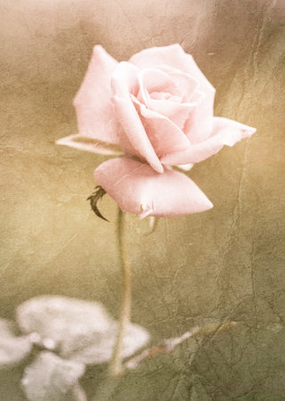 Beautiful pink rose,Paper texture.の写真素材