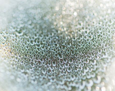 Dew drops on spider web.の写真素材