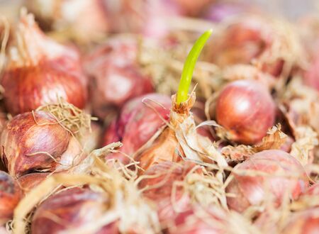 onion seeds ready for planting.の写真素材
