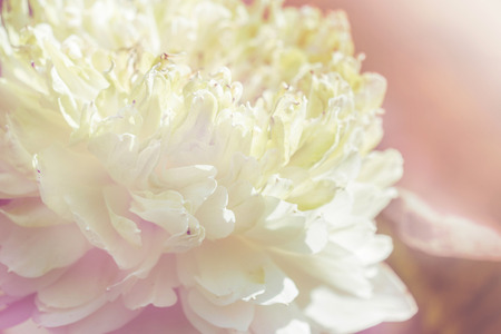 Closeup of Blooming lotus flower and  soft focus.の写真素材