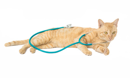 cat with a stethoscope isolated on white backgroundの写真素材