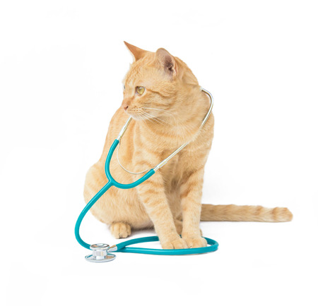 cat with a stethoscope isolated on white backgroundの写真素材