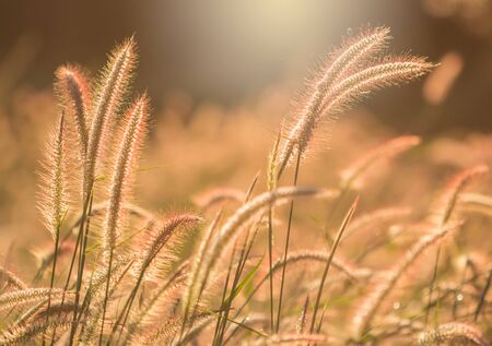 grass flowers in a meadowの写真素材