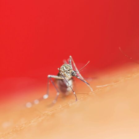 Close-Up of a mosquito sucking bloodの写真素材
