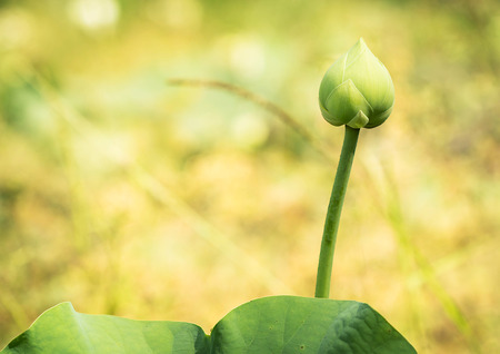 Green lotus flower in the morning.の写真素材