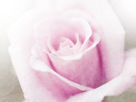 Beautiful pink rose,Paper texture.の写真素材