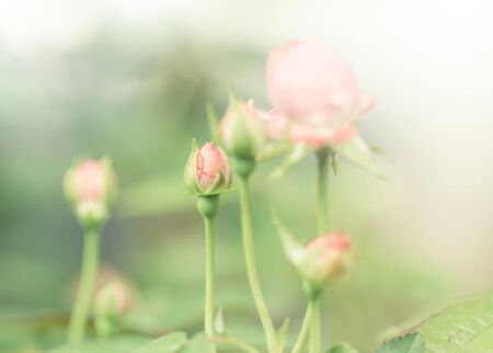 beautiful roses in soft color, Made with blur style for backgroundの写真素材