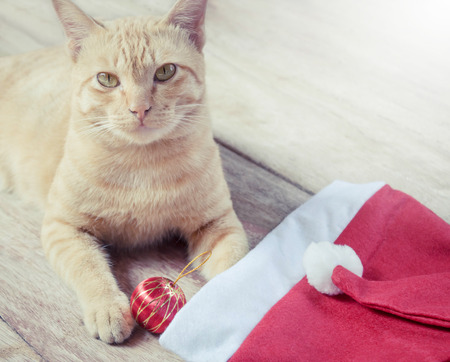 christmas cat and red hat on wood backgroundの写真素材