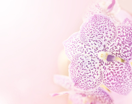purple orchid flower Made with blur style for backgroundの写真素材