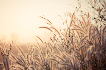 grass flowers in the morning