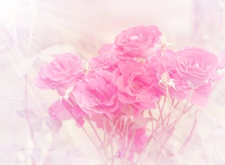 Pink roses in soft color, Made with blur style for backgroundの写真素材