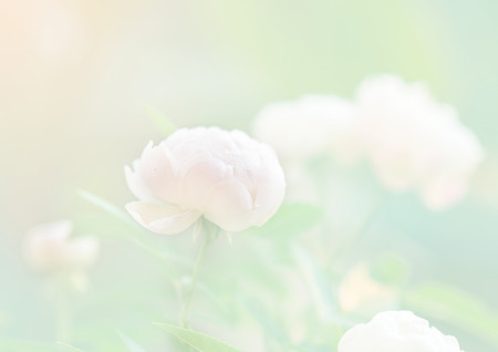 White roses in soft color, Made with blur style の写真素材