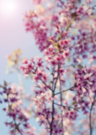 Blurred of Pink flower in the morning, Vintage filterの写真素材