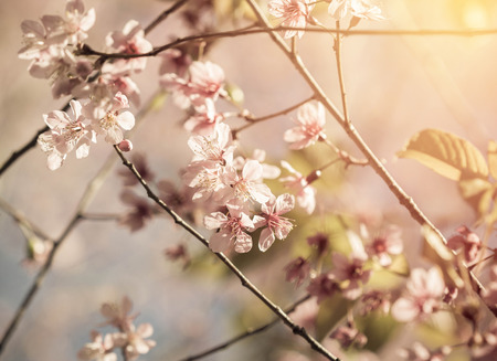 Pink sakura in the morning, Vintage filterの写真素材