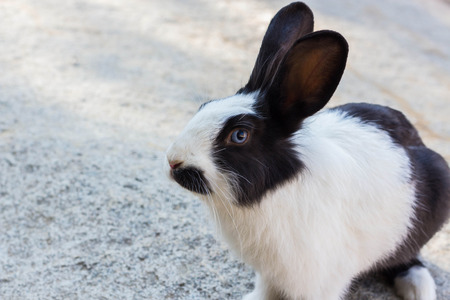 Black and white rabbit in the park.の写真素材