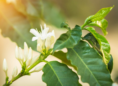 close up of coffee flower.の写真素材