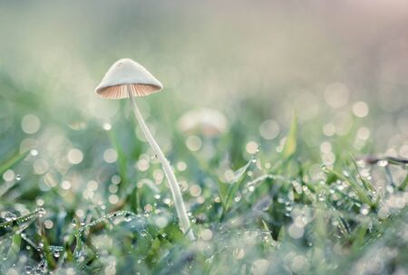 Mushroom with dew drops on the grass glowing in the morningの写真素材