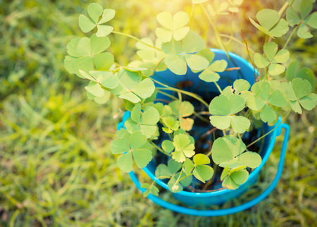 Green leaf clovers on bucket, Symbol of lucky.の写真素材