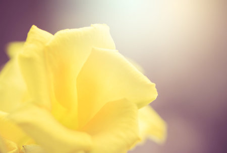 Yellow flower in blur style for background,Oleander flower.