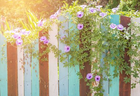 pink morning glory growing on fence.の写真素材